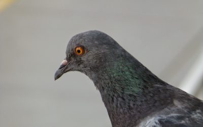 Random Photos: Philosophical Pigeon