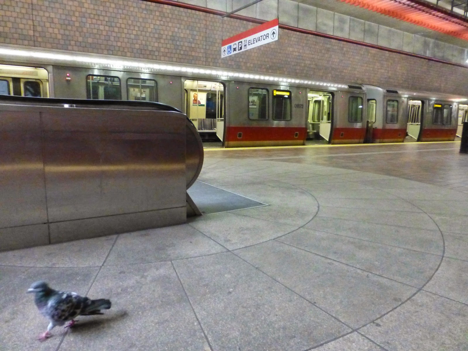 Random Photos: Pigeon at Alewife