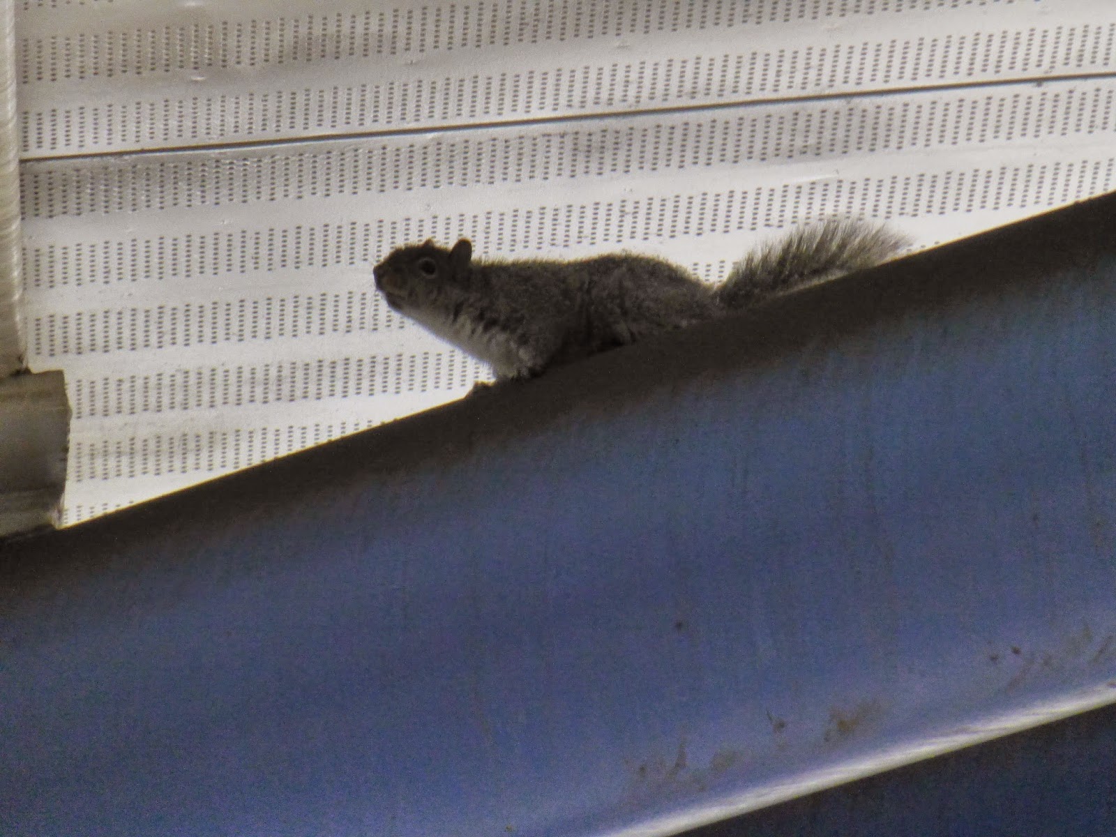 Random Photos: Squirrel in the Rafters